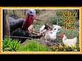 Patos, pavos y gallinas como va su crecimiento y su vida en la granja