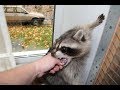 raccoon during estrus  (Енот Лиза во время гона)