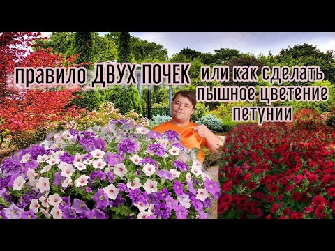 Превращаем хилый стебелек в цветущий шар.Не надо бояться стричь петунию-она станет только прекрасней
