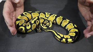 ARP Orange Dream 2019