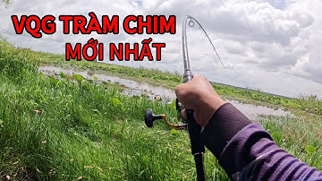Câu cá lóc tại VQG Tràm Chim Đồng Tháp, vé 200K, Cập nhật tình hình hiện tại cho ae tham khảo