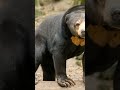 Все виды медведей