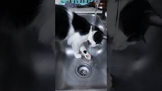 AALIF PLAYING WATER CAT WATER LOVER | CAT LOVES WATER