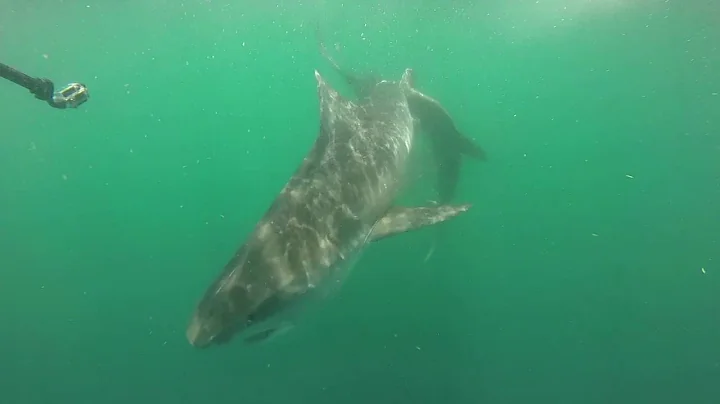 Massive Tiger Shark Attacks Hammerhead Shark - Longer Edit