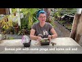 How to make a butterwort pinguicula windowsill garden