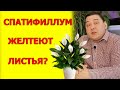 Желтеют листья у спатифиллума? Без паники! Вот решение