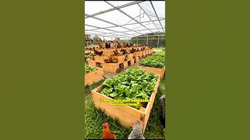 🐔 I Thought This Was Impossible… Until Now🔥#chicken #freerangechickens #farming #shorts #o