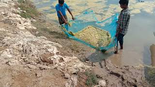 Filamentous algae removing mannualy by Net dragging method..