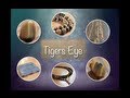 Tigers Eye Lets Talk  Stones