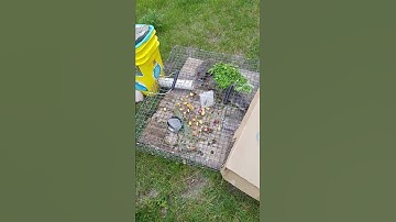 Ground Squirrel   Trapping video 2