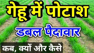 गेहूं में पोटाश का प्रयोग कब क्यों और कैसे || Potash Uses in Wheat Crop