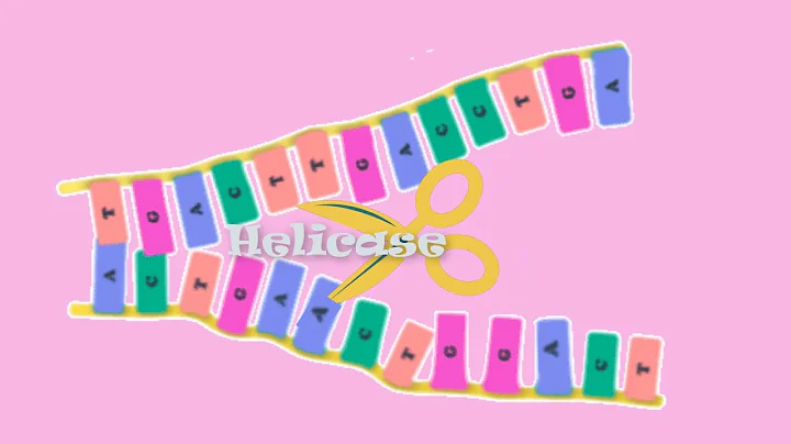 DNA Replication Short Simple Explanation Easy to Follow