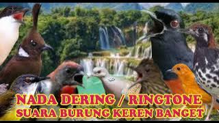 KICAUAN KENARI NADA DERING||RINGTONE SUARA BURUNG MERDU BANGET NADA DERING JERNIH