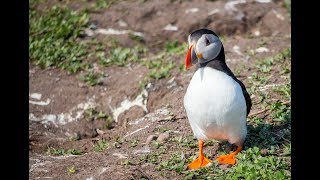 Seahouses, The Farne Islands and Bamburgh in One Day Out.