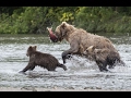 The bears and I / Fishing Bears in Kamchatka (Russia)