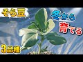 #7.【そら豆】3品種の植え付け・種まき！【家庭菜園】