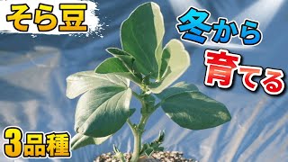 #7.【そら豆】3品種の植え付け・種まき！【家庭菜園】