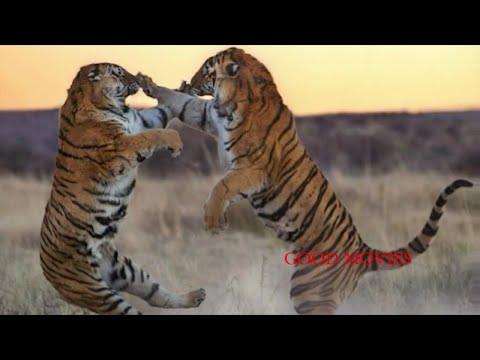 International Tiger Day In India 2016 | Highest Tiger Poaching In Over a Decade @spectacularvideos833