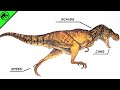 How Scientifically Accurate Is The Jurassic Park T.Rex?