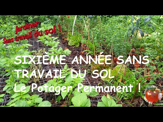 Une astuce vieille comme le monde pour esquiver 80 % des maladies du sol ? Le secret des anciens jardiniers