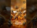 Bees Have Their Own Language 🐝