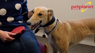 Adopting a Rescue Dog  Molly the Greyhound