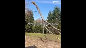 Even the trees are not safe from nosey ￼#citra #nosey #animatronic