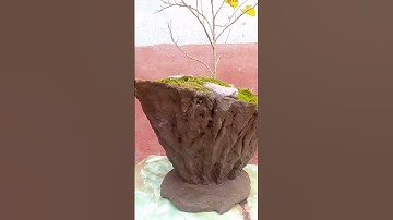 how  to  make rocks style bonsai for shahtoot plant #shortvideo