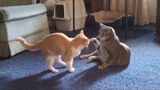 Kitten vs Cat Wrestling / May 18, 2024