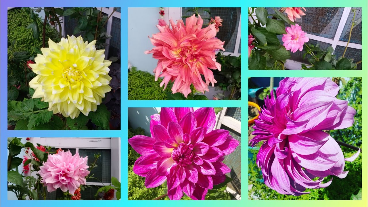 My Dahlia plant care tips/डहेलिया के पौधों की इन आसान तरीकों से देखभाल करें/#shakyascorner - YouTube
