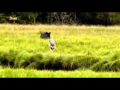 A kanadai farkasok nyomában