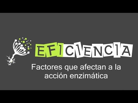 Video: ¿Qué factores pueden afectar la tasa de actividad enzimática?
