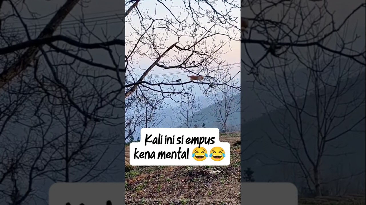 kucing mati langkah ga berkutik di depan si burung😂#cat #shorts