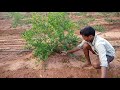 Pomegranate pruning.. Experience cutters . Kurnool district sekhar Contact 8309086582