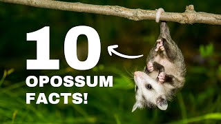 10 Surprising Facts About Opossums You Didn't Know