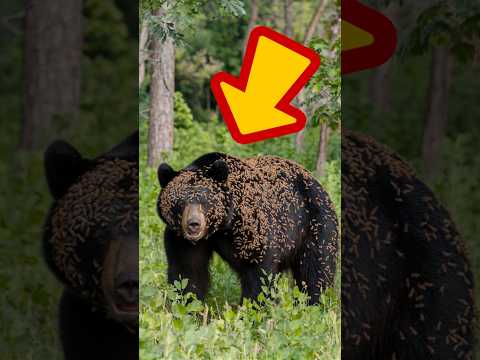 The story of a bear surviving a bee attack