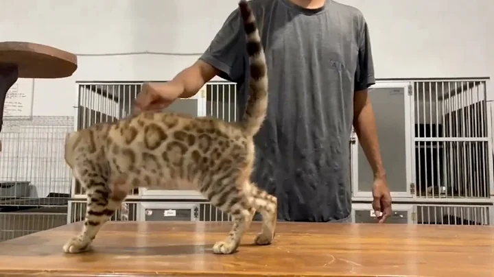 Watch the video about Kucing Bengal Snow Mink