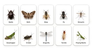 Every Insect You See Around You Explained In 3 Minutes