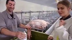 visite elevage intensif une vie de cochon