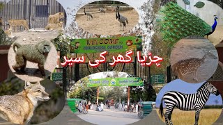 Dera Ghazi Khan Zoo| chidiya ghar ke Sair | A trip to the zoo |saraiki mahol dg Khan 🦓🦒🦚