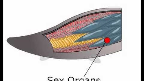 E-Learning Animation "Starfish Life cycle"