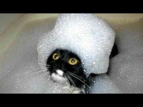 The and most humorous cat videos ever! - Funny cat compilation - YouTube