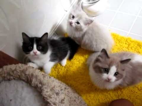 Fluffy Ragdoll Kittens Being Cute - YouTube
