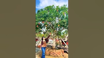 Lựu đỏ cổ thụ cây cảnh ăn quả #caysanvuon #bonsai #cayanqua #luudo #caycanh #reels