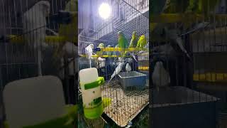 Birds Farming🐦🐦 #birds #পাখিরভিডিও #পাখি #parrot #shortsfeed #shortvideo #shorts #exoticbirds