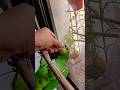 #amazon #talkingparot #birds #parrot #cute #pets #subscribe#shorts #short #viral#vlog #video#funny
