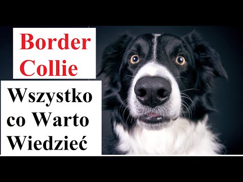 Wideo: Jak długo działa Puggles?