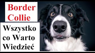 Border Collie  Wszystko co Warto Wiedzieć