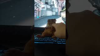 Guinea Pig Getting Cozy on Owner’s Laptop While Getting Belly Scritches