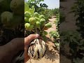 تين الجبل الأخضر الكمثري تين الجبل الأخضر الكمثري